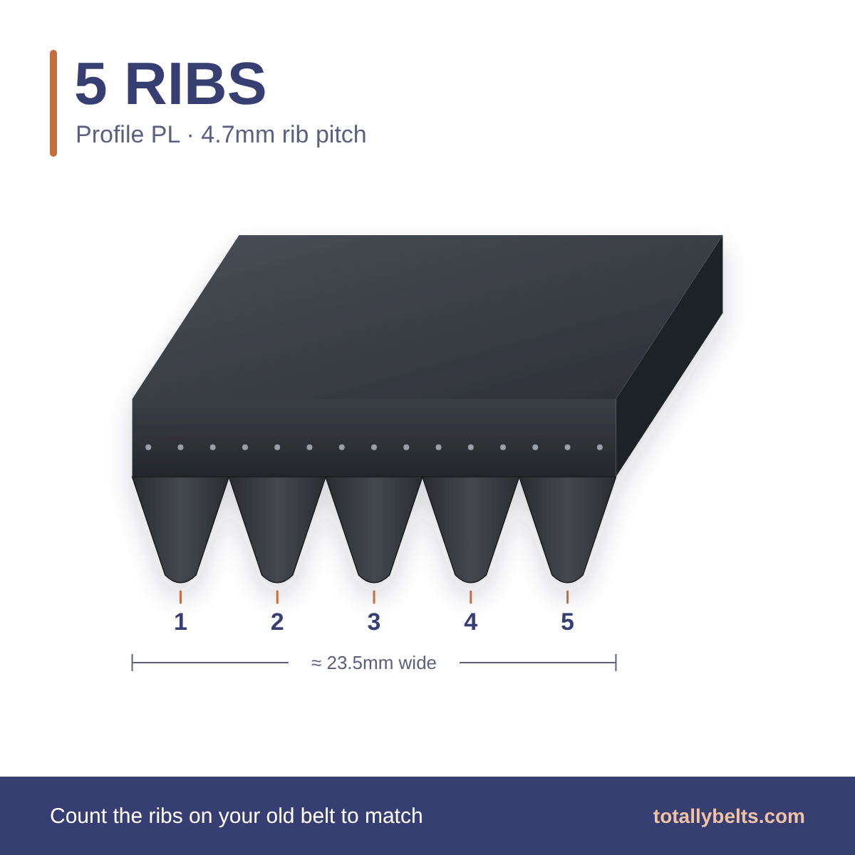 PL ribbed belt with 5 ribs, numbered